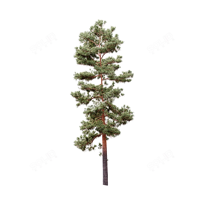  Lifelike Pinus Syluestriformis Set - 3 Stunning Model Variants 3D model image 2