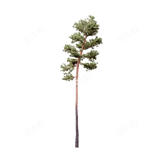  Lifelike Pinus Syluestriformis Set - 3 Stunning Model Variants 3D model image 3