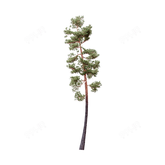  Lifelike Pinus Syluestriformis Set - 3 Stunning Model Variants 3D model image 4