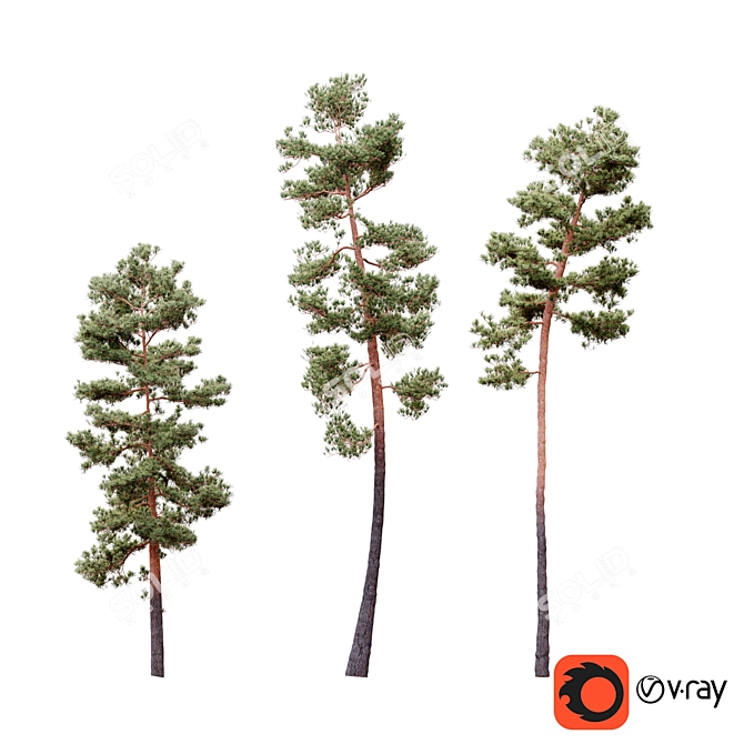  Lifelike Pinus Syluestriformis Set - 3 Stunning Model Variants 3D model image 5