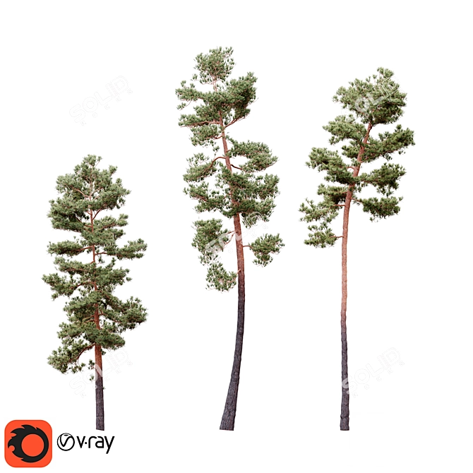  Lifelike Pinus Syluestriformis Set - 3 Stunning Model Variants 3D model image 7