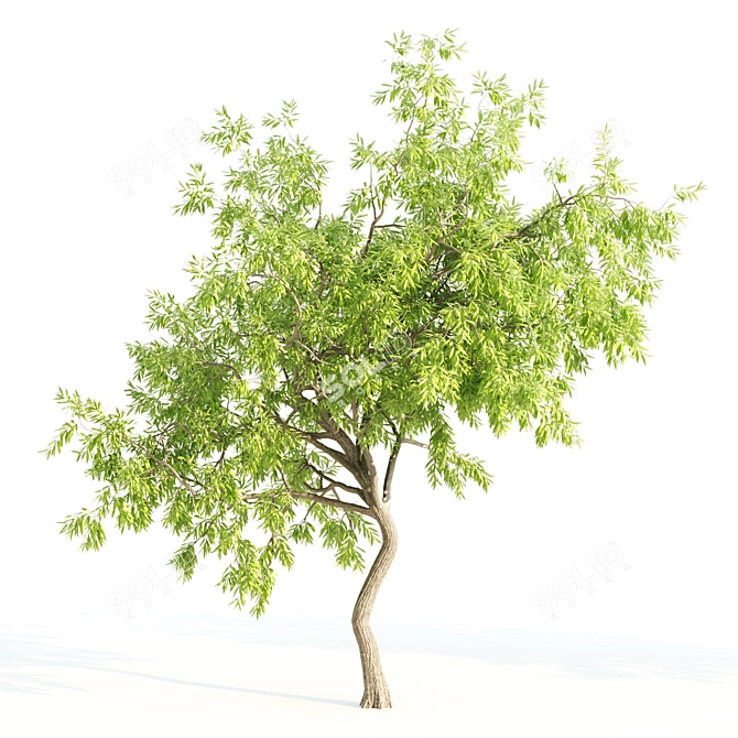 Tall and Majestic Willow Trees: 12m and 13m Heights 3D model image 3