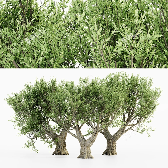 African Olive Tree Trio: Stunning Virtual Landscape 3D model image 1