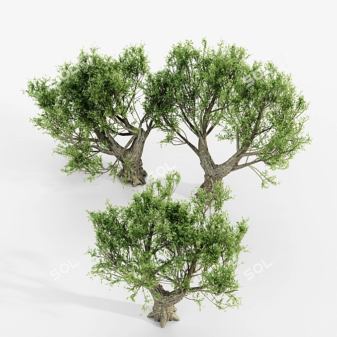 African Olive Tree Trio: Stunning Virtual Landscape 3D model image 4