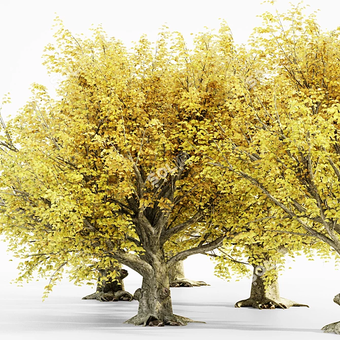 Autumn Splendor: American Beech Tree Collection 3D model image 3