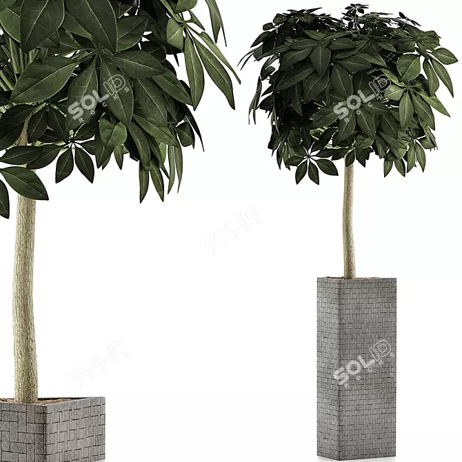 Exotic Plants Collection: Schefflera Arboricola 3D model image 1