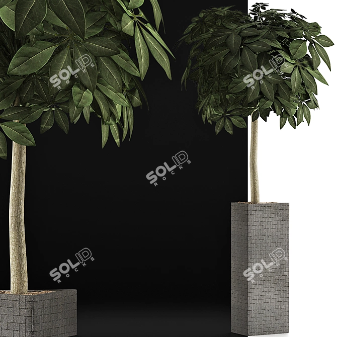 Exotic Plants Collection: Schefflera Arboricola 3D model image 3