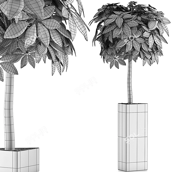 Exotic Plants Collection: Schefflera Arboricola 3D model image 5