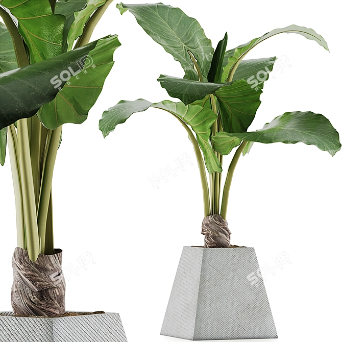 Exotic Alocasia Plant Collection 48 3D model image 1