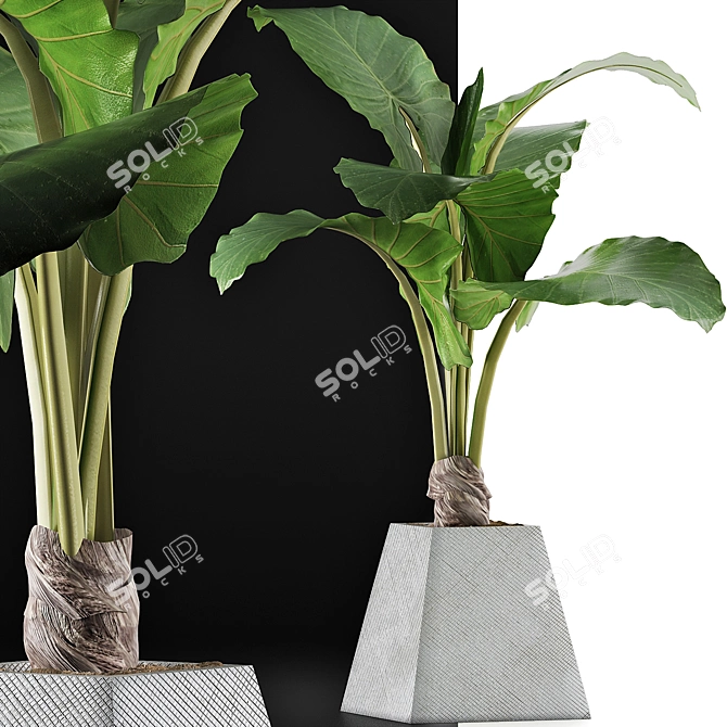 Exotic Alocasia Plant Collection 48 3D model image 3