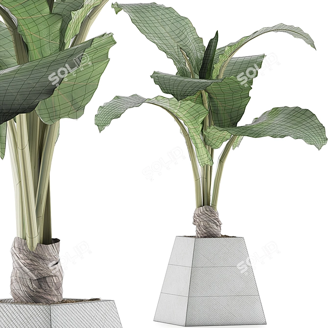 Exotic Alocasia Plant Collection 48 3D model image 4