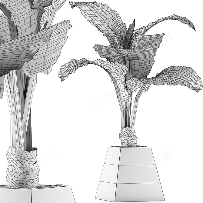 Exotic Alocasia Plant Collection 48 3D model image 5