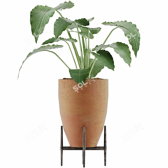 Exotic Alocasia Plant Collection 3D model image 2