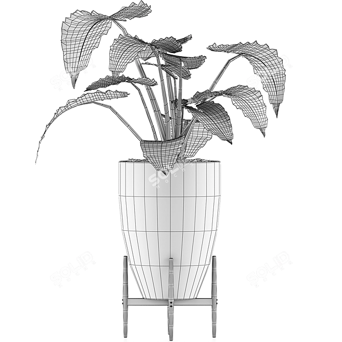 Exotic Alocasia Plant Collection 3D model image 5