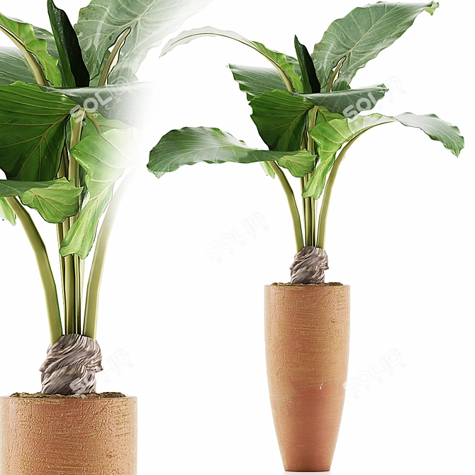 Exotic Alocasia: Plants Collection 53 3D model image 1