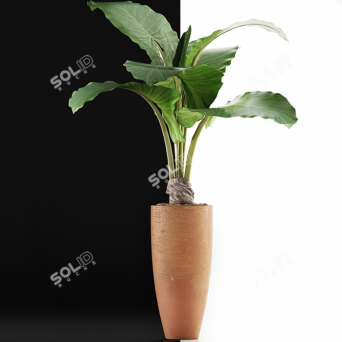 Exotic Alocasia: Plants Collection 53 3D model image 3