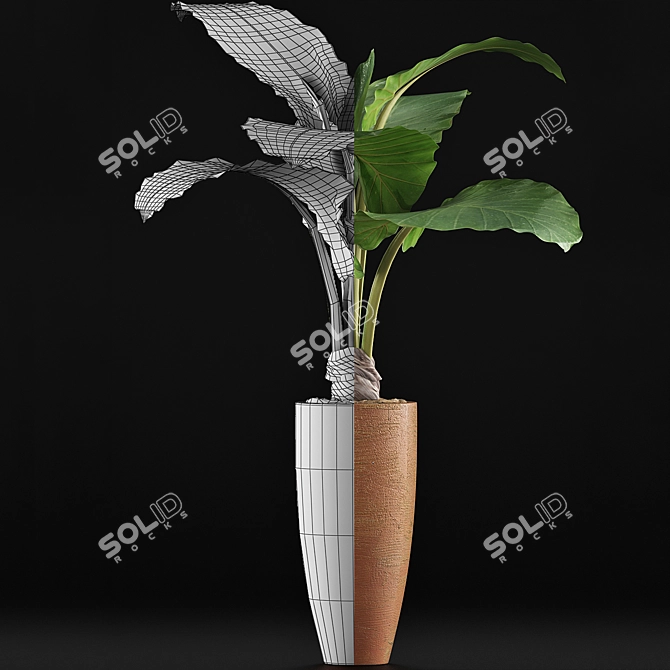 Exotic Alocasia: Plants Collection 53 3D model image 4