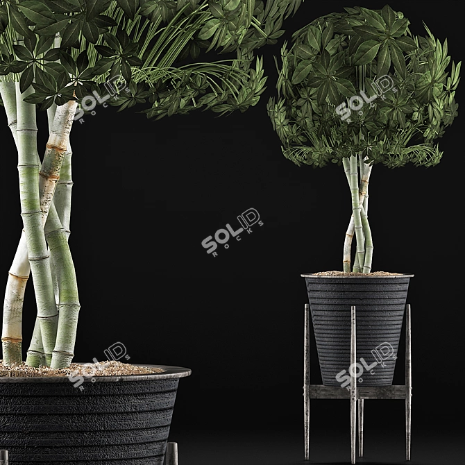 Exotic Schefflera: Perfect for Office & Outdoor Decor 3D model image 1