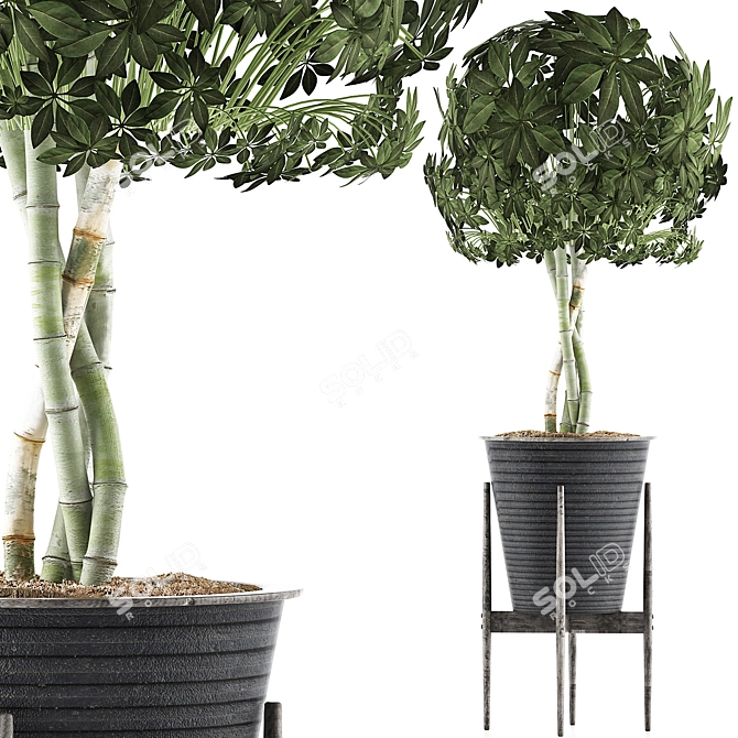 Exotic Schefflera: Perfect for Office & Outdoor Decor 3D model image 6