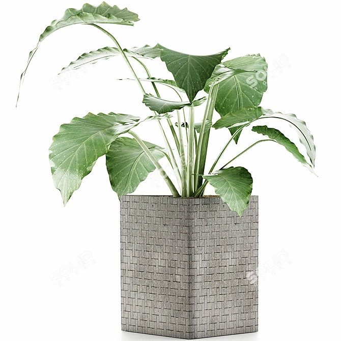 Exotic Alocasia: Perfect Decor for Office 3D model image 1