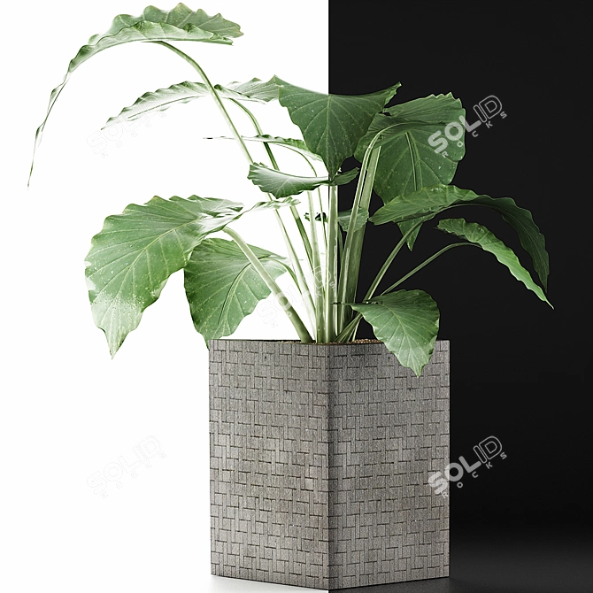 Exotic Alocasia: Perfect Decor for Office 3D model image 2