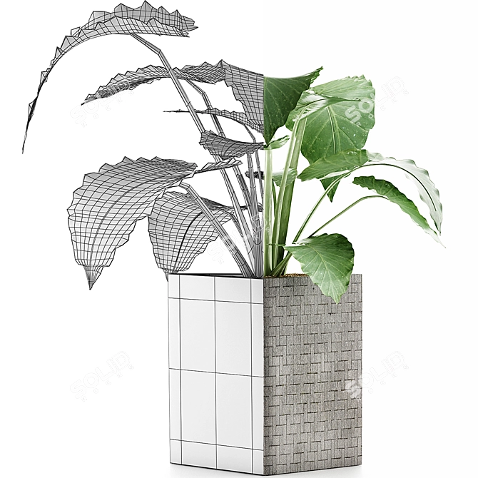 Exotic Alocasia: Perfect Decor for Office 3D model image 3