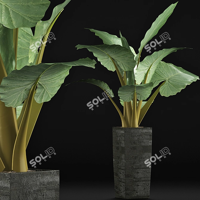 Tropical Elegance: Alocasia Collection 3D model image 1