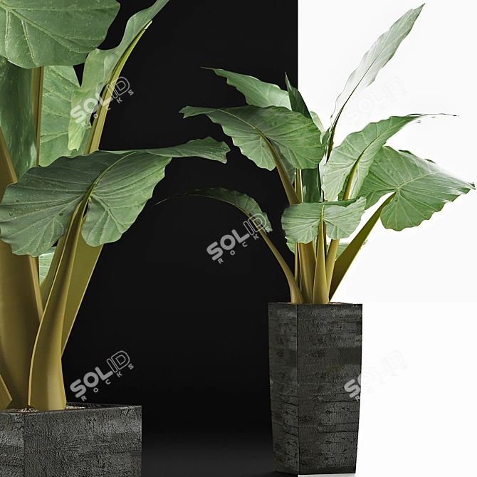 Tropical Elegance: Alocasia Collection 3D model image 2