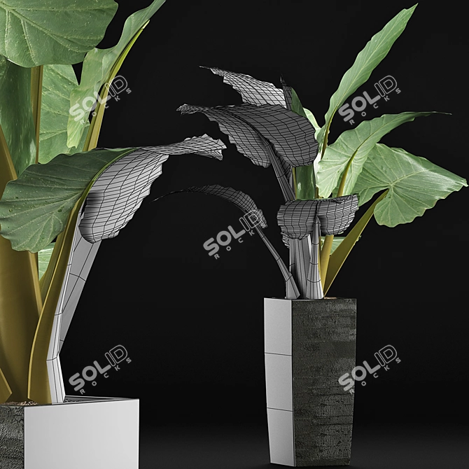 Tropical Elegance: Alocasia Collection 3D model image 3