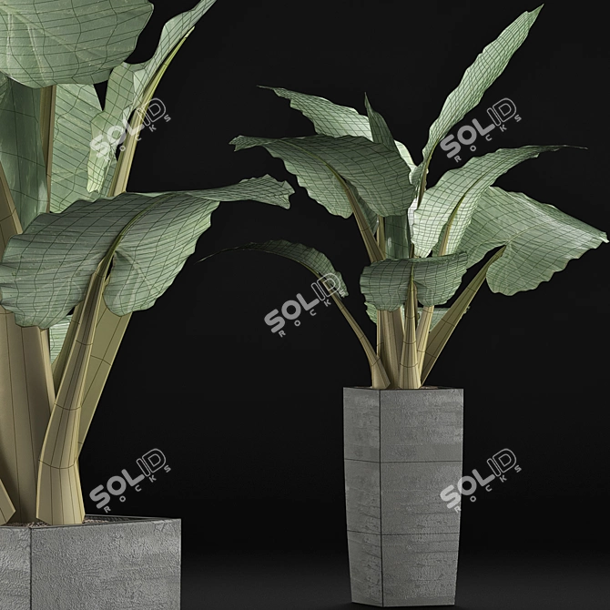 Tropical Elegance: Alocasia Collection 3D model image 4