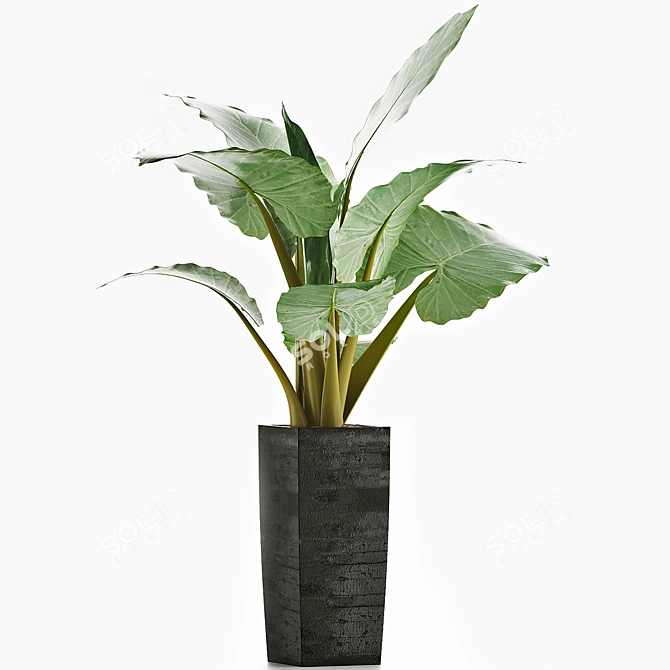 Tropical Elegance: Alocasia Collection 3D model image 6