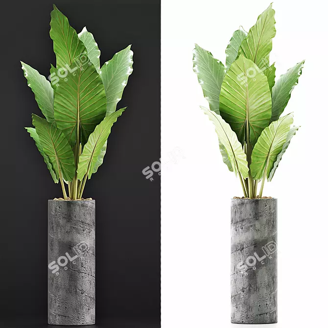 Tropical Greenery: Alocasia Plants 3D model image 1