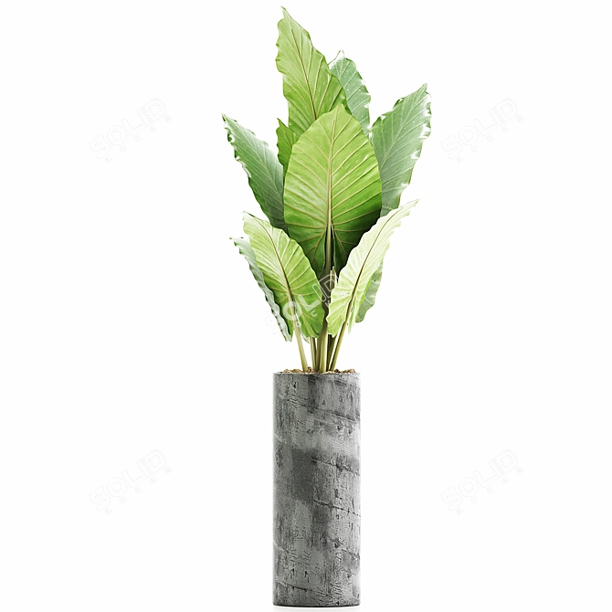 Tropical Greenery: Alocasia Plants 3D model image 2