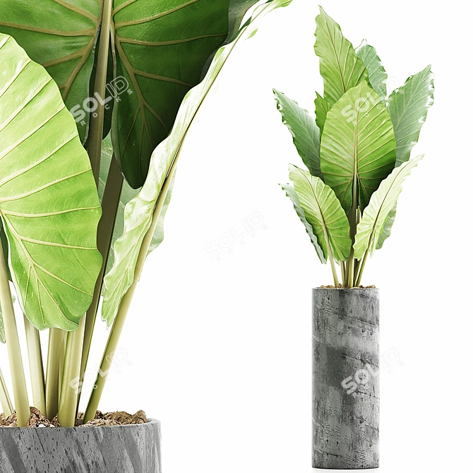 Tropical Greenery: Alocasia Plants 3D model image 6