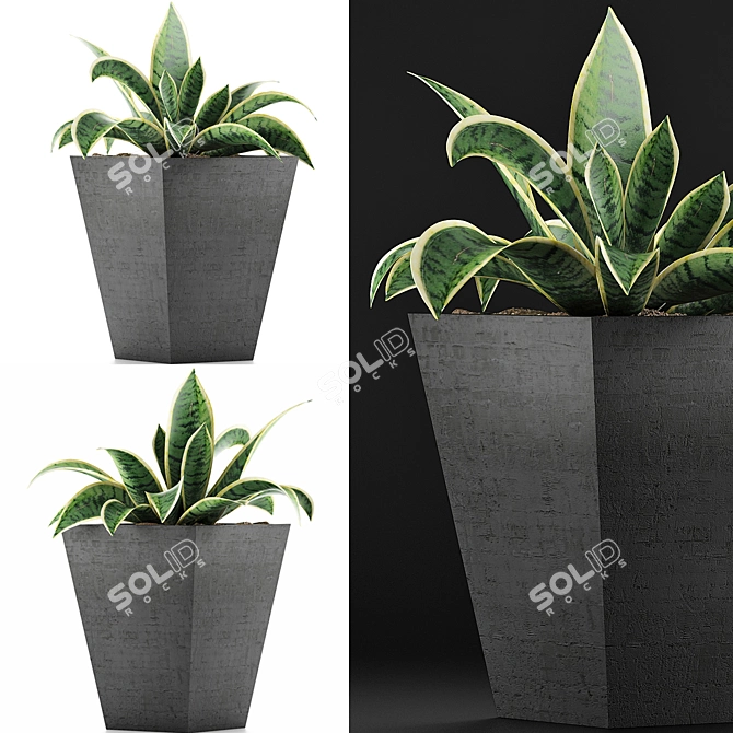 Tropical Oasis: 60 Sansevieria Plants Collection 3D model image 1