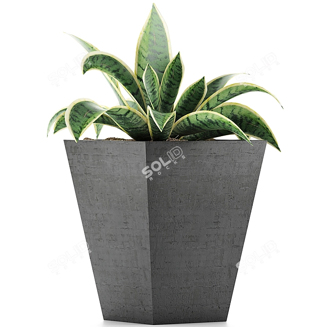 Tropical Oasis: 60 Sansevieria Plants Collection 3D model image 2