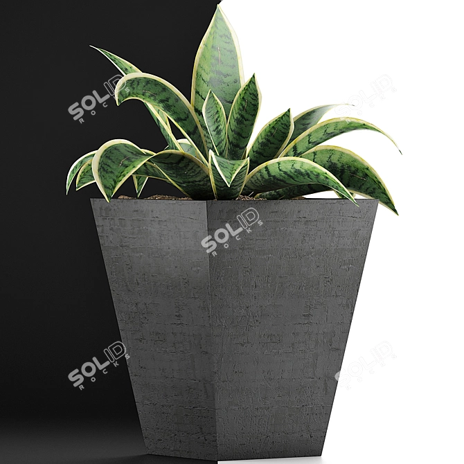 Tropical Oasis: 60 Sansevieria Plants Collection 3D model image 3