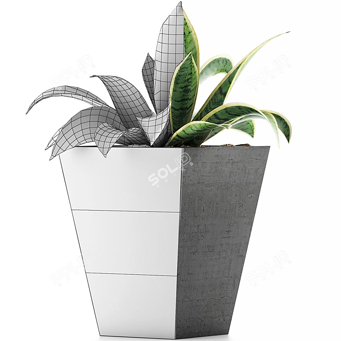 Tropical Oasis: 60 Sansevieria Plants Collection 3D model image 4