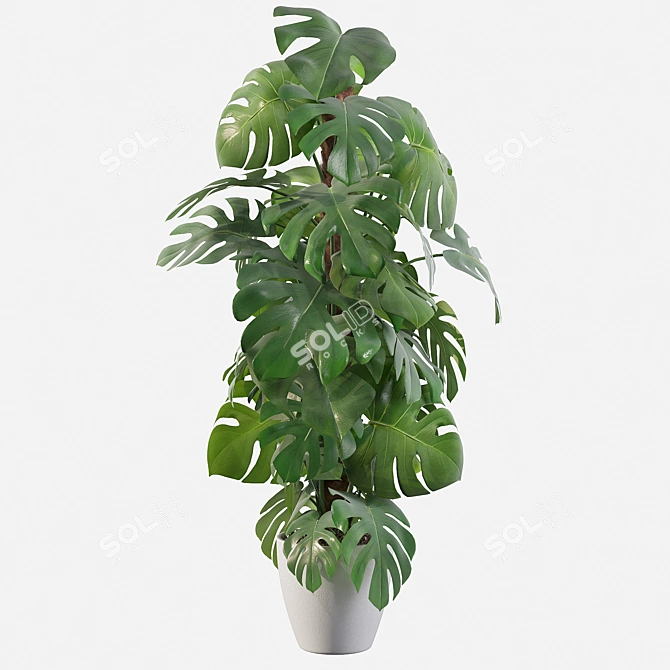 Tropical Monstera: Lush 150cm 3D model image 1