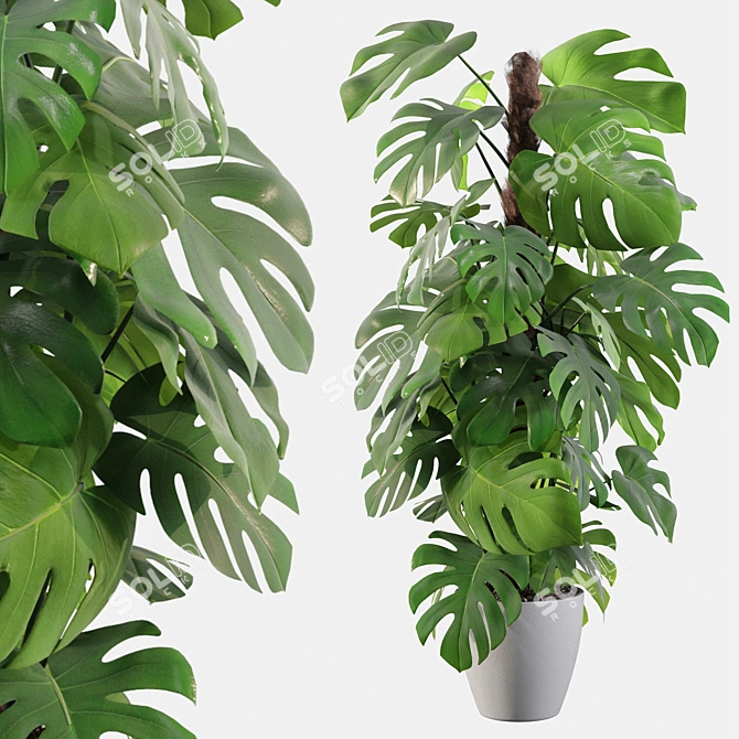 Tropical Monstera: Lush 150cm 3D model image 2