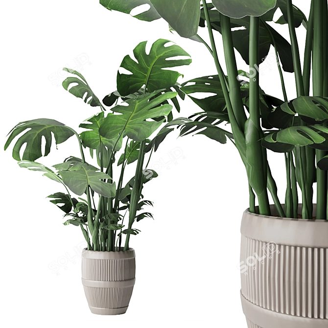 Green Oasis Collection: Parlor Palm, Monstera, Calathea 3D model image 2