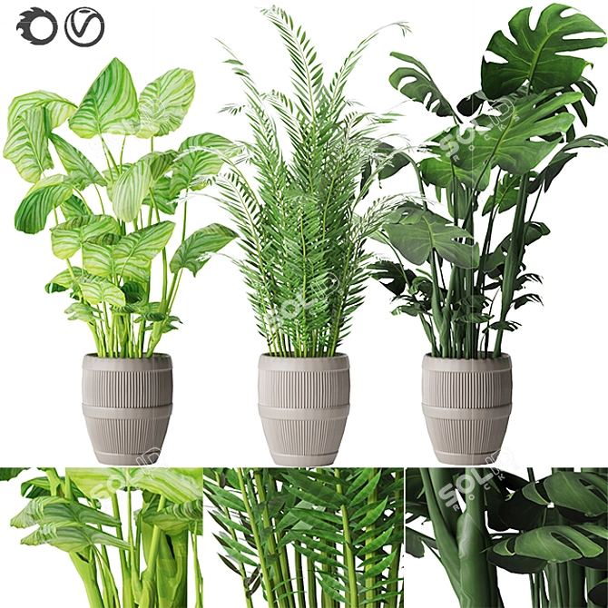 Green Oasis Collection: Parlor Palm, Monstera, Calathea 3D model image 6