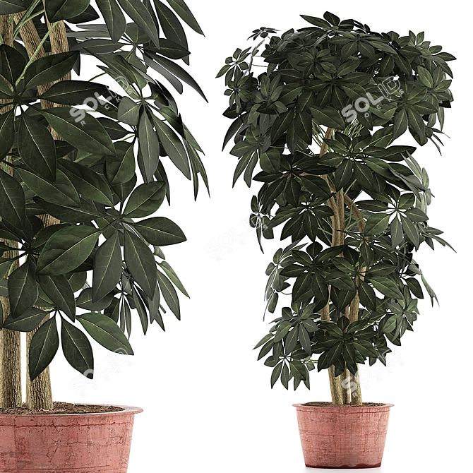 Exotic Schefflera Pot Collection 3D model image 1