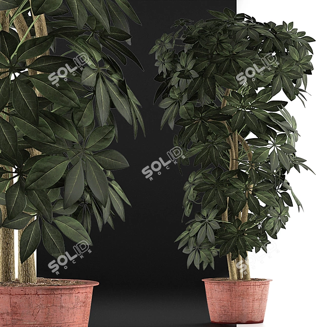 Exotic Schefflera Pot Collection 3D model image 3