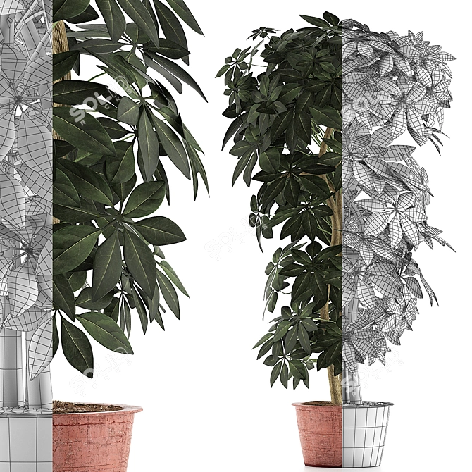 Exotic Schefflera Pot Collection 3D model image 4