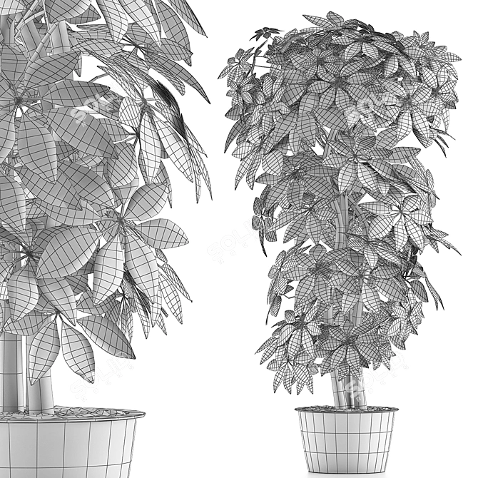 Exotic Schefflera Pot Collection 3D model image 5