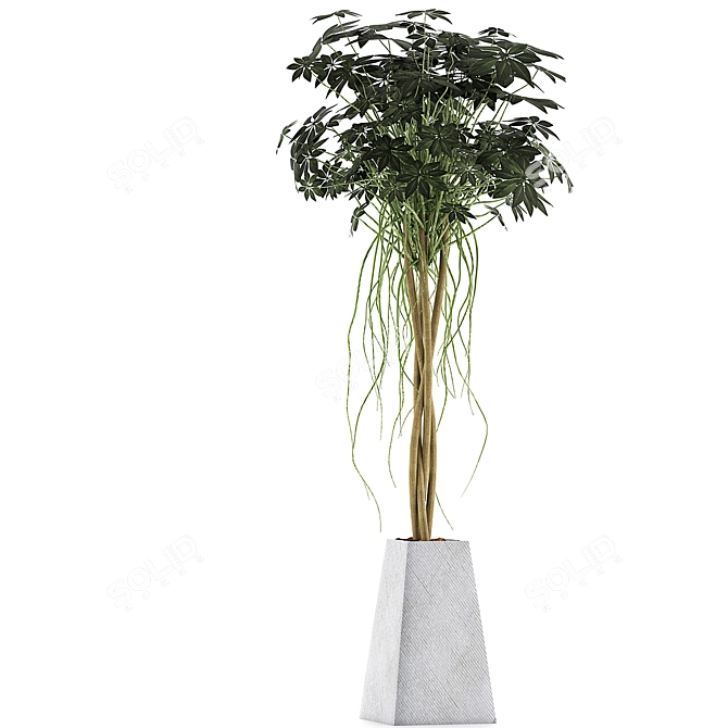 Exotic Plants Collection: Schefflera Arboricola 3D model image 2