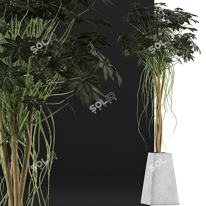Exotic Plants Collection: Schefflera Arboricola 3D model image 3
