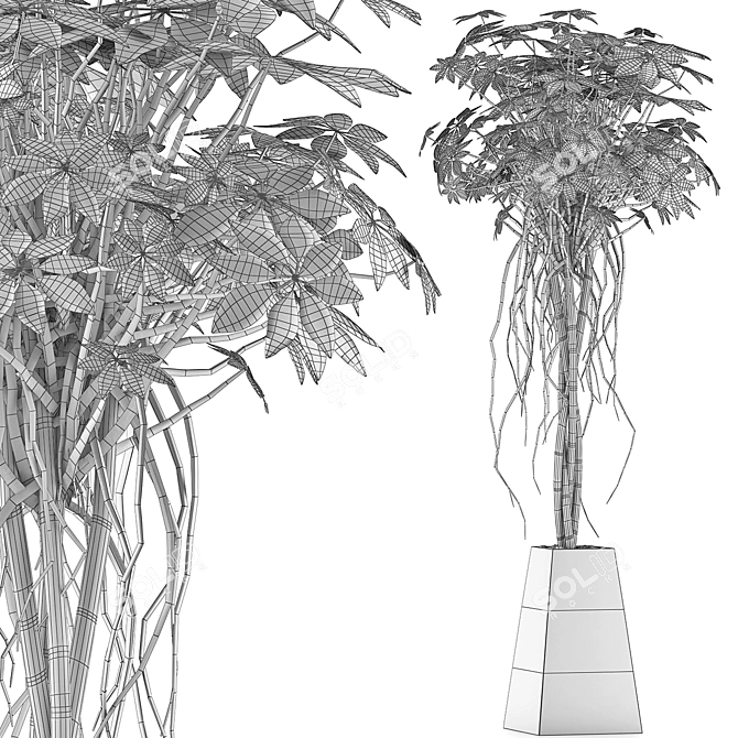 Exotic Plants Collection: Schefflera Arboricola 3D model image 5