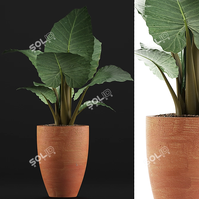 Exotic Alocasia Collection: Perfect Decor 3D model image 3